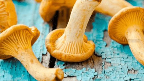 demo-attachment-1548-fresh-chanterelle-mushrooms-on-a-wooden-P5YD4CZ@2x